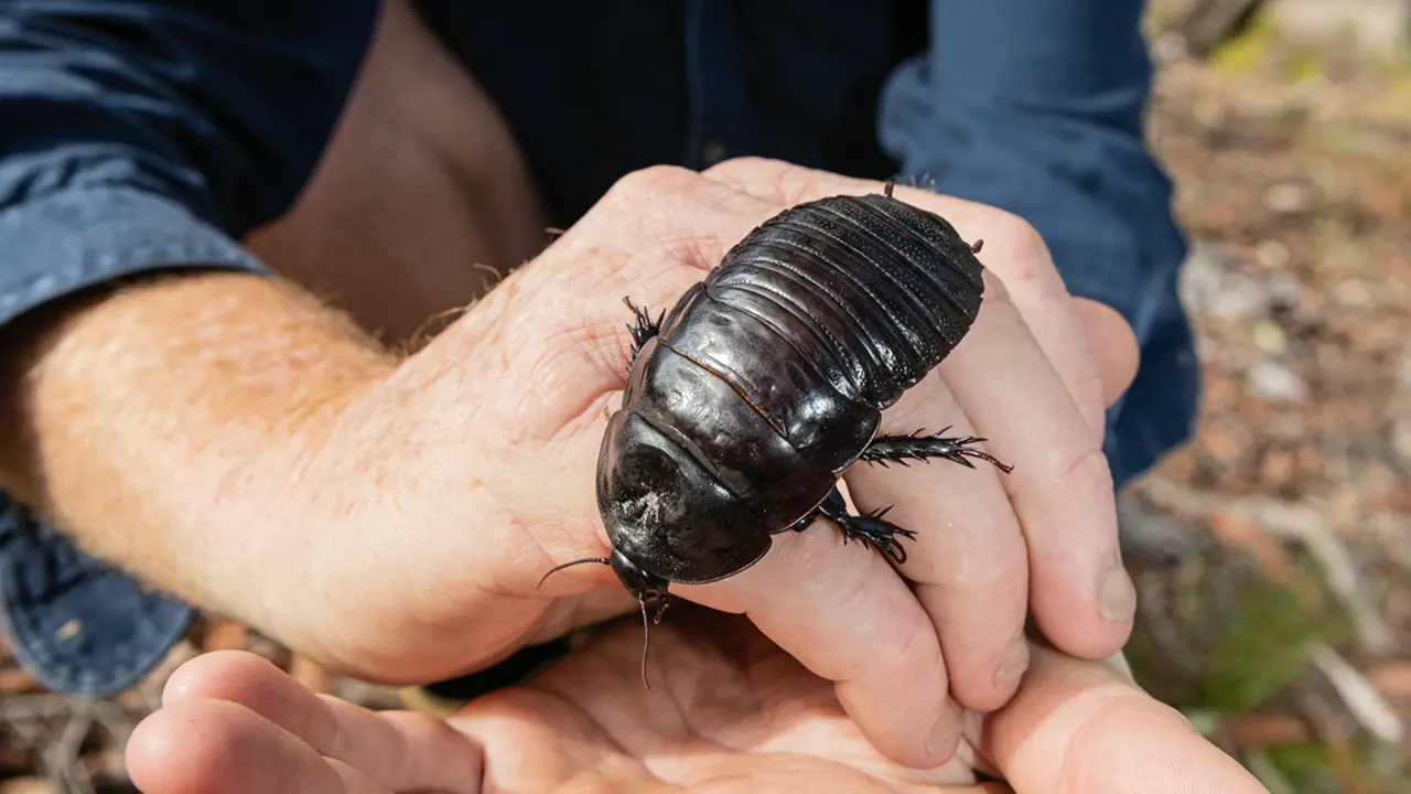 Nature story on cockroaches