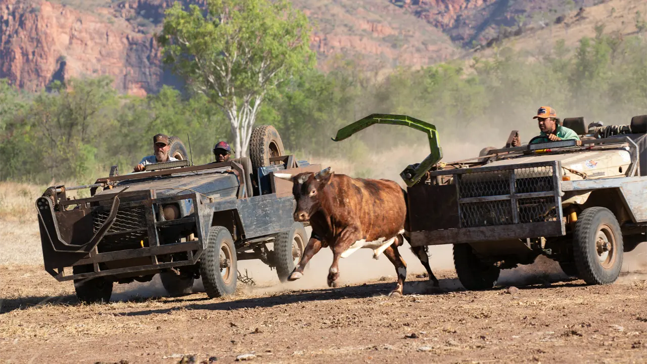 Bull catching